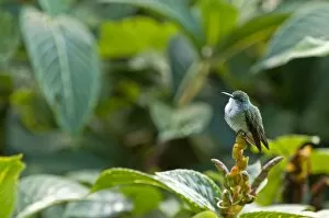Images Dated 3rd December 2008: White-chested Emerald Hummingbird - Sitting on flower bud - Asa Wright Centre - Trinidad
