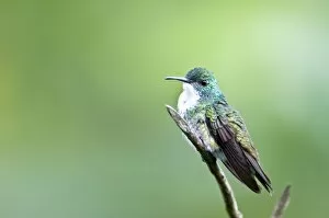 Images Dated 8th December 2008: White-chested Emerald Hummingbird - Sitting on branch
