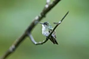 Caribbean Prints: White-chested Emerald Hummingbird - Sitting on branch - Asa Wright Centre - Trinidad