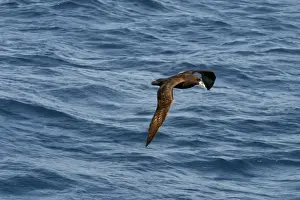Petrels Prints: White-chinned Petrel In flight Off Eaglehawk Neck, Tasmania, Australia