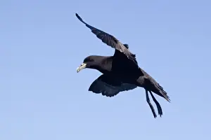 White-chinned Petrel - in flight - offshore from Kaikoura - South Island - New Zealand
