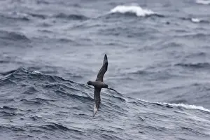 Antartic Prints: White-Chinned Petrel - In flight over sea Antarctic Ocean BI007525