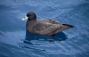 White-chinned Petrol