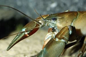 Images Dated 19th October 2007: White Clawed Native Crayfish now endangered in British waters due to fungal disease