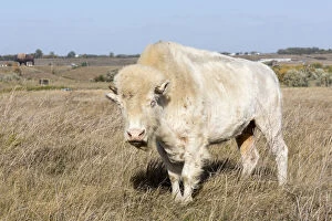 White Cloud, a female albino buffalo, at