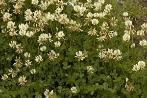 Clovers Gallery: White clover