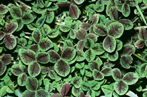 Clover Prints: White Clover JLM 4919 Trifolium repens atropurpurea © John Mason / ARDEA LONDON
