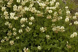 White clover (Trifolium repens) - wild plant and fodder crop