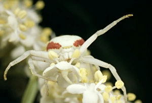 Images Dated 23rd August 2005: White Crab Spider - threat posture UK