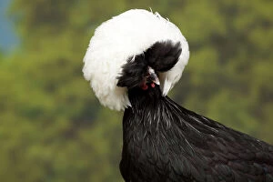 Chickens Gallery: White-crested Black Polish Chicken hen