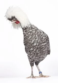 Cuckoo Gallery: White-crested Cuckoo Chicken hen