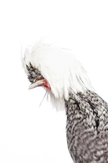Cuckoo Gallery: White-crested Cuckoo Chicken hen portrait