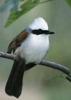 Images Dated 8th June 2006: White-crested Laughingthrush - perched on branch. Himalayas, Yunnan, Sumatra, Indochina
