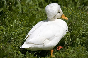 White crested male call duck - showing characteristic crest of male resulting from a White crested male call duck - showing characteristic crest of male resulting from a