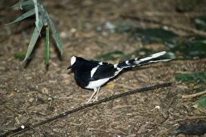 White-Crowned Forktail