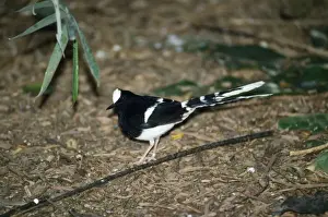 White-crowned Forktail