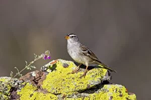 Images Dated 18th March 2010: White-crowned Sparrow - adult in march