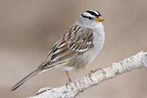 Images Dated 3rd February 2008: White-crowned Sparrow - adult in winter. New Mexico in February