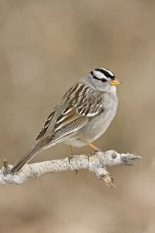 Images Dated 4th February 2008: White-crowned Sparrow - adult in winter. New Mexico in February