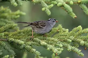 White Crowned Prints: White Crowned Sparrow CK 2182 Zonotrichia leucophrys © Chris Knights / ARDEA LONDON