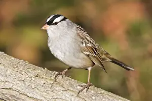 White Crowned Prints: White-crowned Sparrow - East Haven CT, October, USA