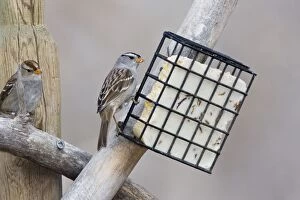 Images Dated 3rd February 2008: White-crowned Sparrow - eating suet. New Mexico in February