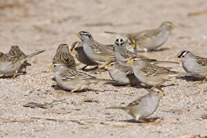 White-crowned Sparrow - flock in winter