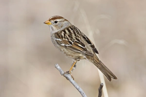 Images Dated 3rd February 2008: White-crowned Sparrow - immature in winter. New Mexico in February