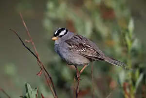 White Crowned Prints: White Crowned Sparrow JZ 1521 Seward Peninsula