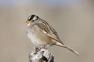 White Crowned Prints: White-crowned Sparrow New Mexico in January