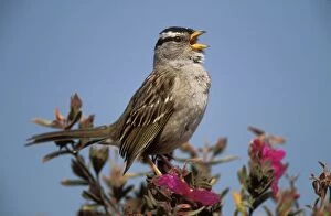 Images Dated 25th June 2004: White-crowned Sparrow North America
