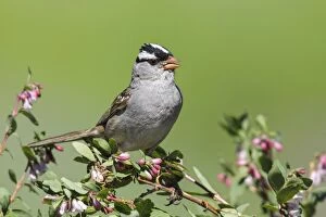 Images Dated 1st July 2013: White-crowned Sparrow - perched in flowering shrub near alpi