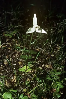 White dog Orchid / Fuegian Orchid Magellanis Forest, Agentina