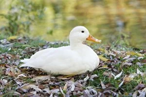 Images Dated 21st October 2008: White Domestic Duck - sitting on river bank