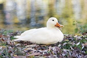 Images Dated 21st October 2008: White Domestic Duck - sitting on river bank