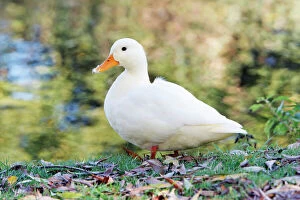White Domestic Duck - standing on river bank