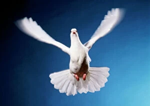 White Dove - in Flight
