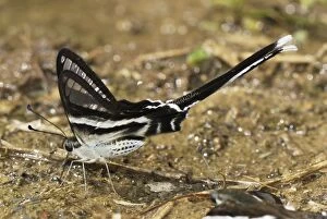 White Dragontail Butterfly (Lamproptera curius)