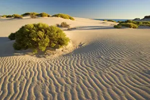 White dunes - dunes of nearly white sand stretch along the coastline in Cape Range National Park near Pilgramunna. The sand ripples are illuminated by a very low evening sun