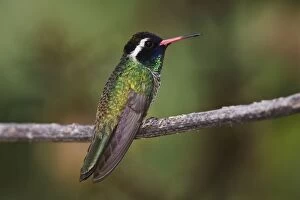 Images Dated 29th June 2007: White-eared Hummingbird - adult male, July, Arizona, USA