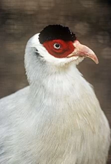 Images Dated 19th July 2007: White-eared Pheasant