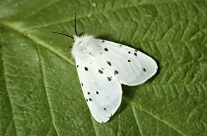 White Ermine - Belgium