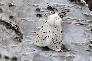Images Dated 7th June 2010: White Ermine - on birch bark