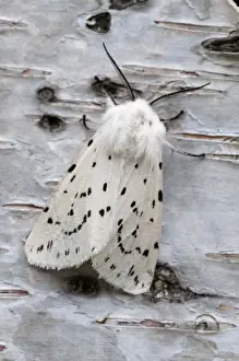 Hiding Prints: White Ermine - on birch bark - Lincolnshire - England
