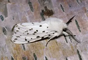 White Ermine Moth