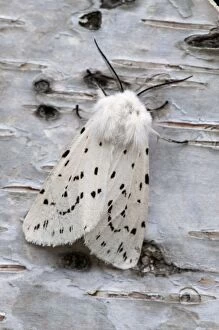 Images Dated 7th June 2010: White Ermine Moth - on birch bark