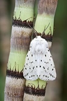 Horsetail Gallery: White Ermine Moth on Horsetail Reed, Norfolk UK