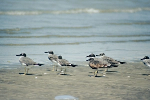 Images Dated 21st June 2007: White-eyed Gulls Hodeidah, Yemen
