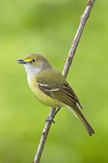 Images Dated 19th May 2010: White-eyed Vireo - spring - Connecticut - USA