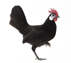 Faced Gallery: White-faced Black Spanish Chicken Cockerel / Rooster